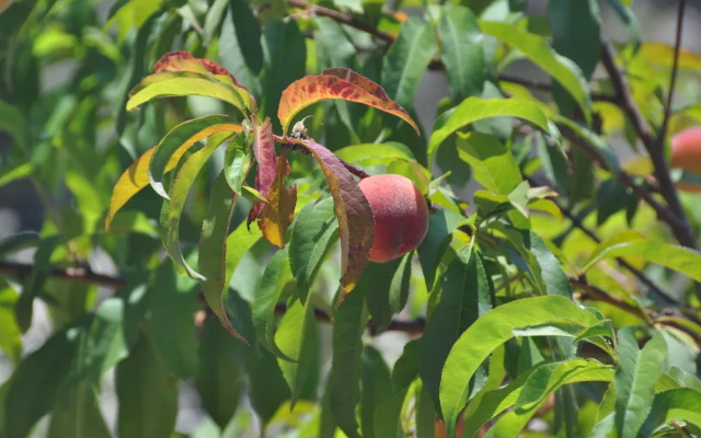 Sa Campaneta Agroturismo