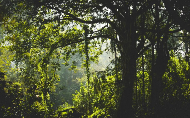 Paradise Wild Hills