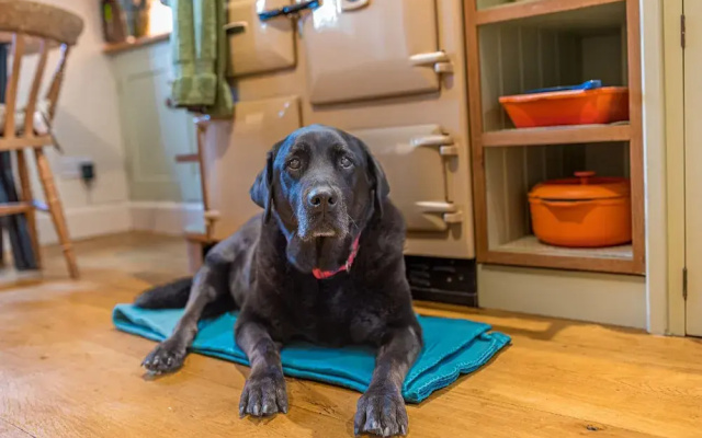 Cosy Dog Welcoming, Countryside Retreat