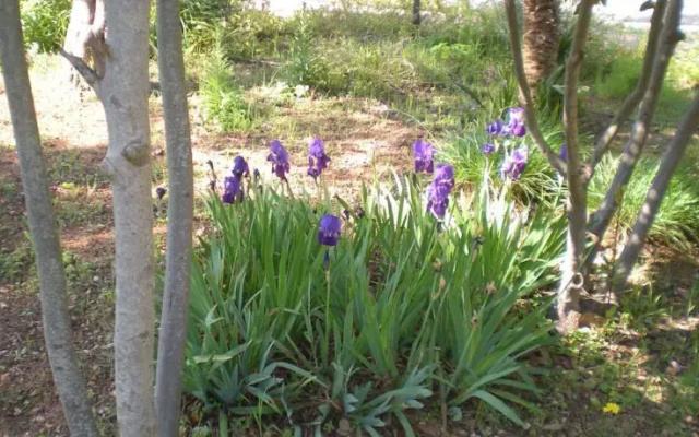 Villa Serrazze