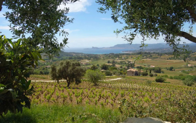 Les Vignes 26711