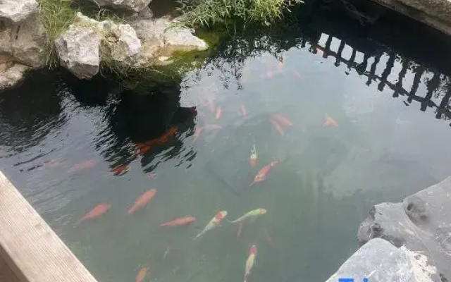 Qinghuan Courtyard Homestay