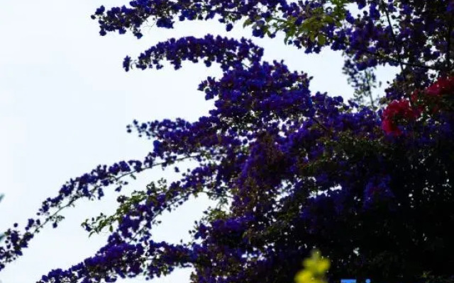 Songfeng Flower Moon Homestay