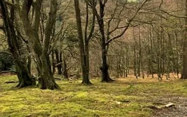 Bryncoed