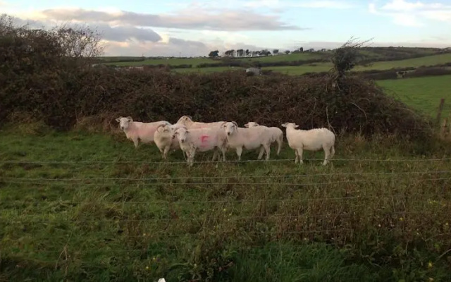 Martleaves Farm