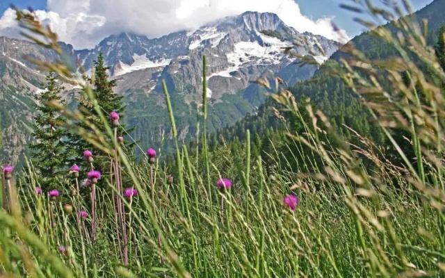 Ski&Bike Apartment Passo Tonale