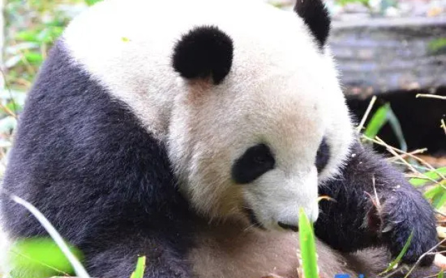 Shanqian Xiangwan B&B (Dujiangyan Scenic Area Branch)