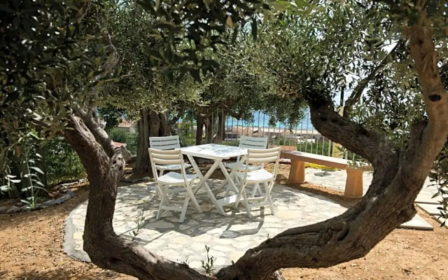 LUlivo Sul Mare