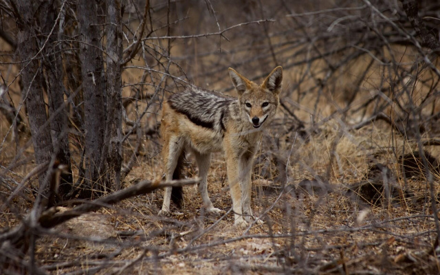 Phuti Safari Lodge