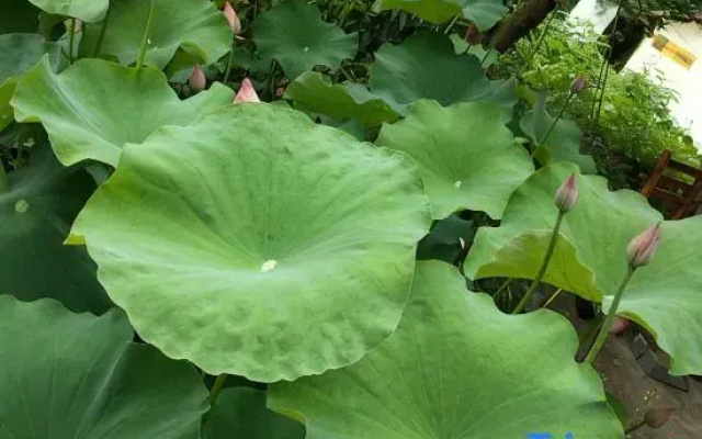 Yangshuo Shuiyunxuan Country Garden Homestay
