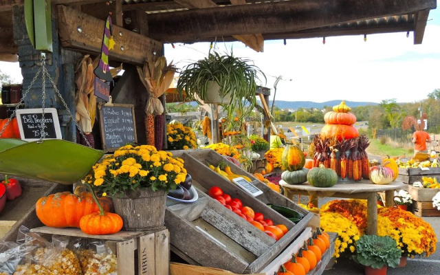 Burnside Organic Farm