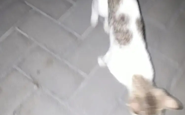 Lodge - Sleeps 6 - Parking - Garden