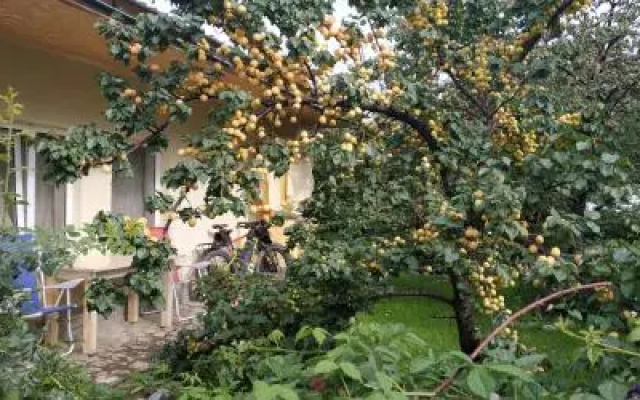 Evergreen (Каракол)