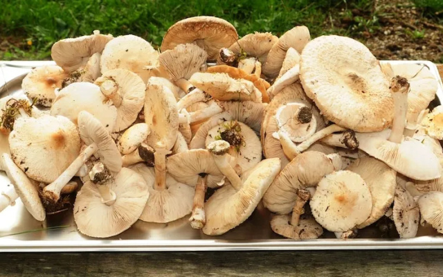 Réserve Naturelle de Boussière