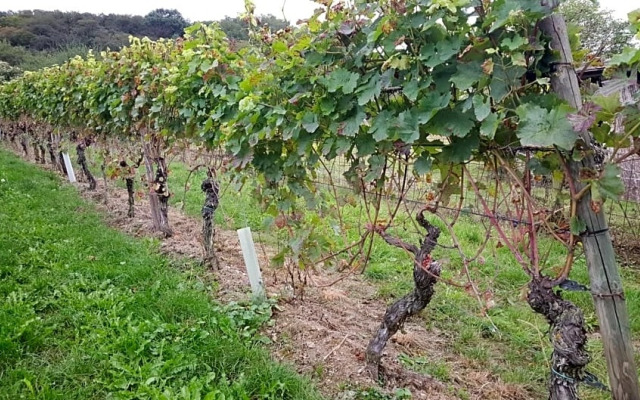 Weinhaus em Wingert