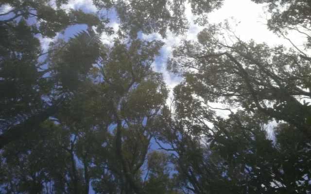 Pupu Rangi Nature Sanctuary - Conservation Area