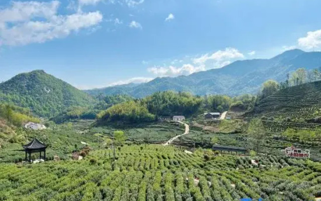 Zhuxi Tea Garden · Homestay