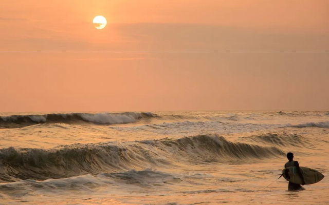 The Driftwood Surfer