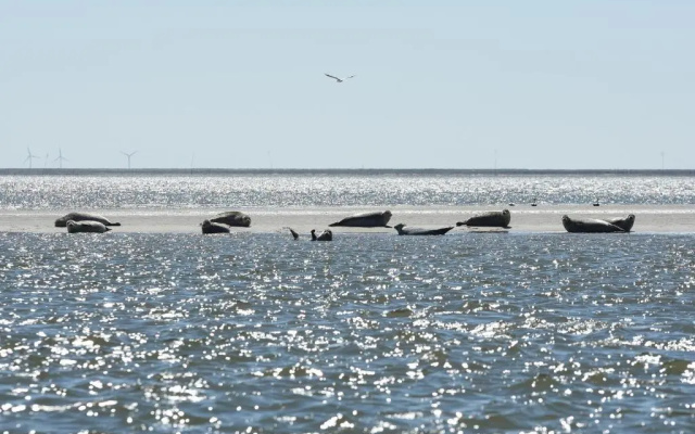 Strandperle-Föhr