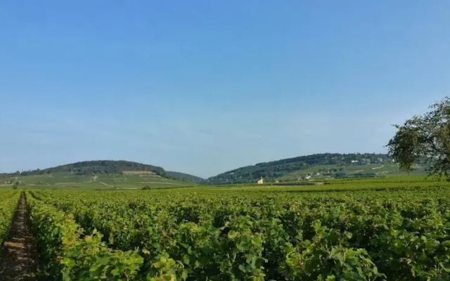 Gîte des Vignes