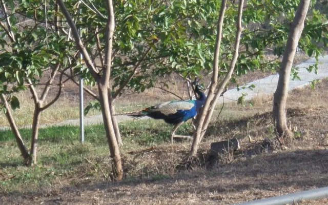 Crazypeacock