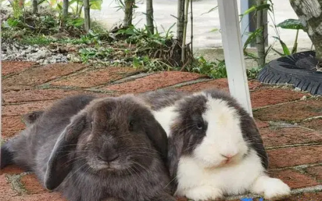 The Forest B&Bs