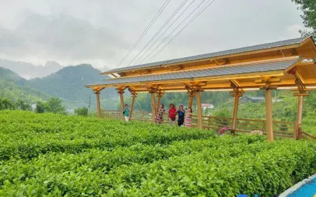 Zhuxi Tea Garden · Homestay