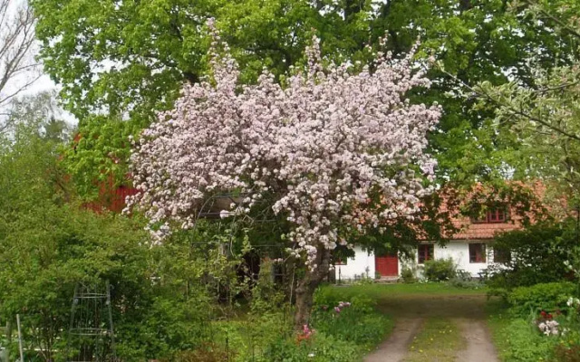 Björkas Mariehem Bed & Breakfast