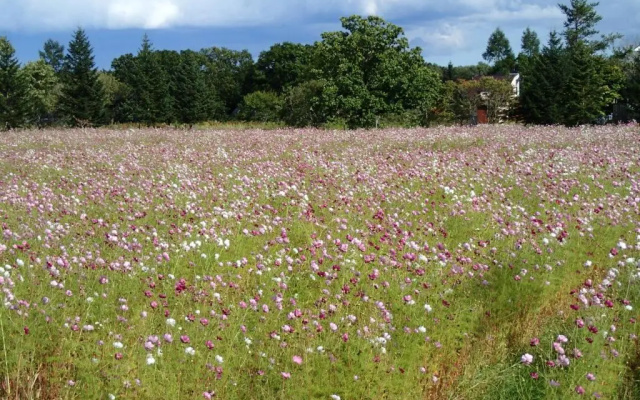 Tsukushi Village