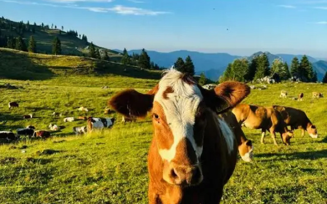 Domžalski Dom Na Mali Planini