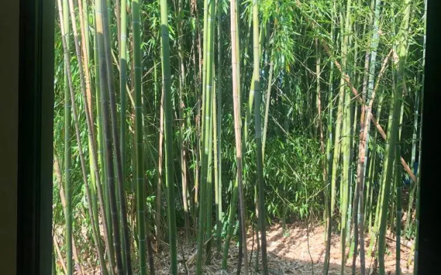 Un petit nid dans la verdure