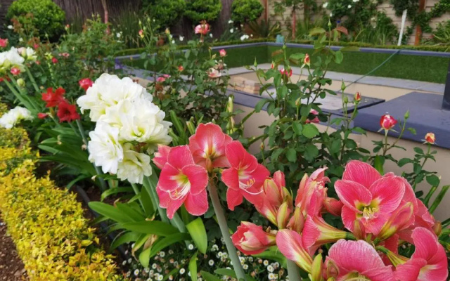 Bella Rosa