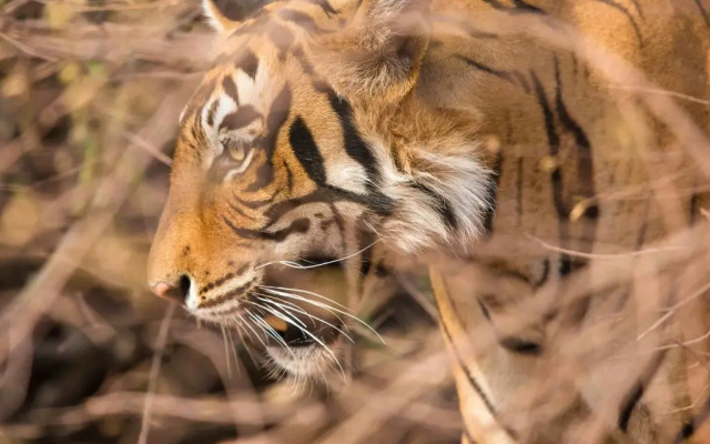 Hotel Ranthambhore Palace