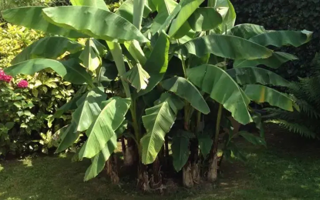 Gîte des 2 palmiers