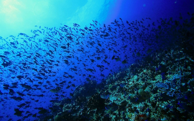 Jerrys Dive Lodge