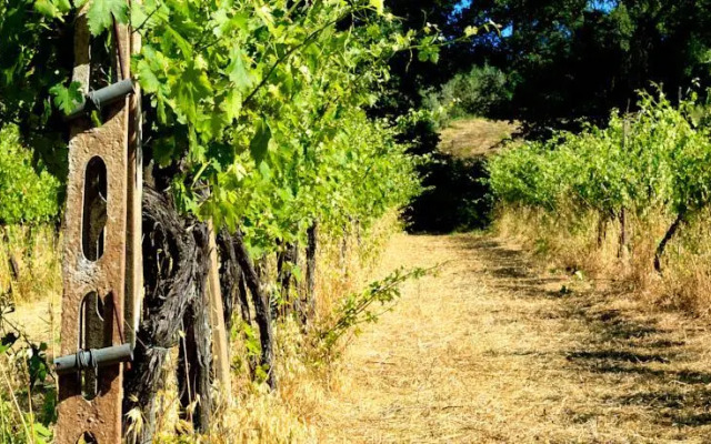 Tenuta Cavalieri di Scanzano