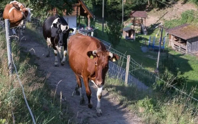 Eisenmann Holiday Farm