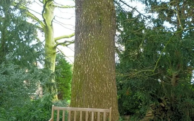 au vieux cèdre