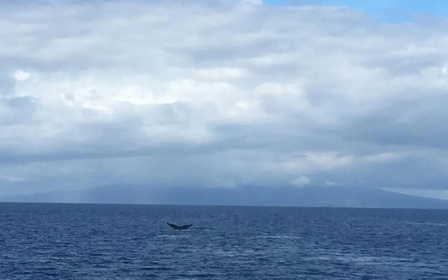 Aloha WAI2