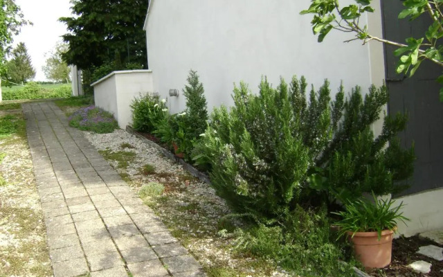 Les Petunias