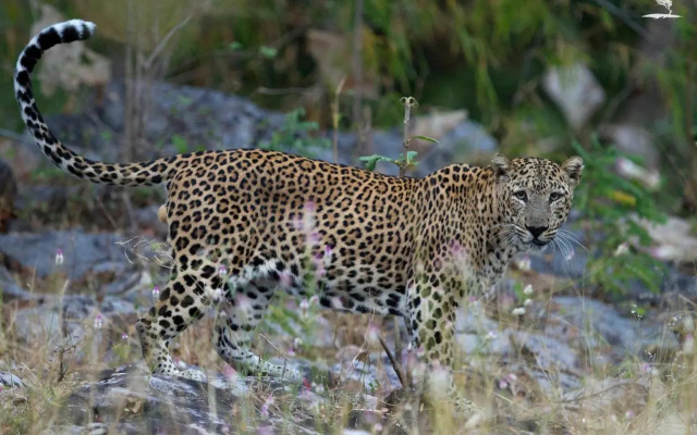 Red Earth Tadoba