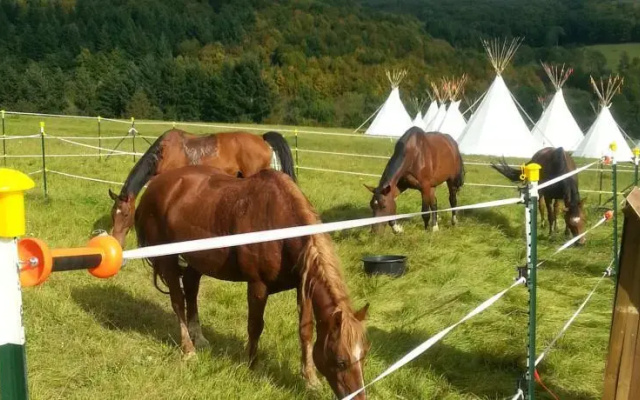 Winema Bisonranch