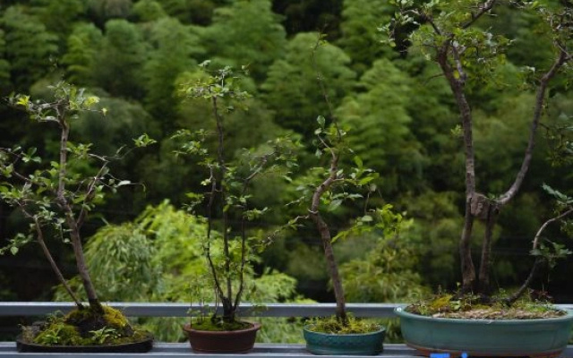 Anji Jiya Garden Homestay