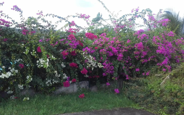 Chez Rosy