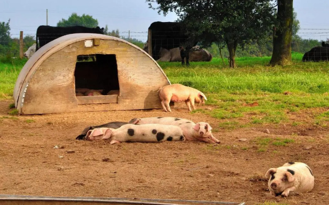 Mongolian Yurts Fordhall Organic Farm