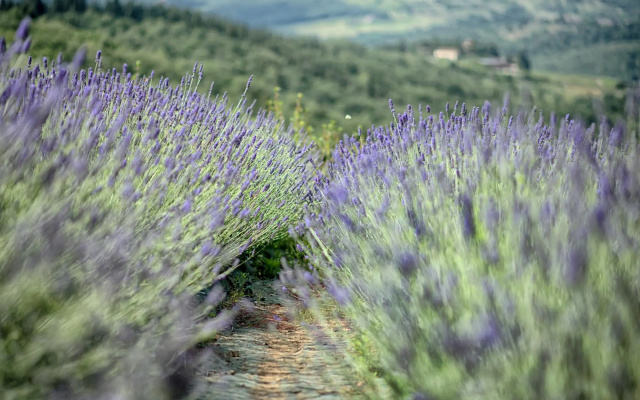 Luxury Chianti in Olive