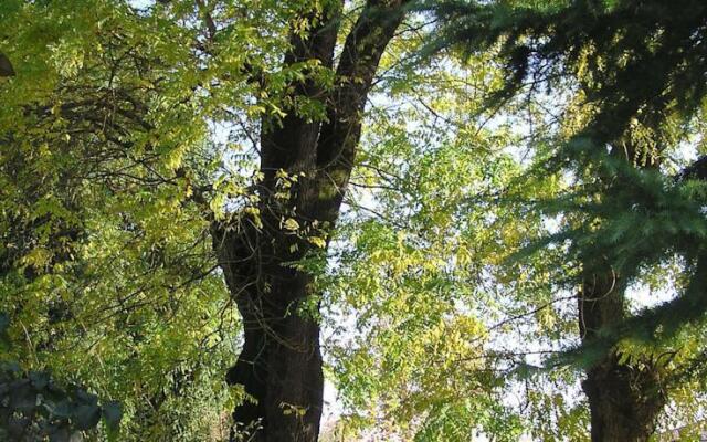La Grande Acacia