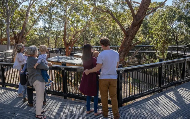 Port Stephens Koala Sanctuary