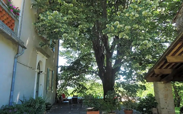 Le vieux tilleul