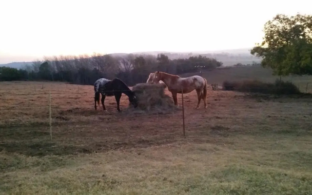Wild Berry Guest Farm